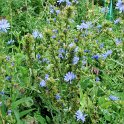 Cichorum intybus